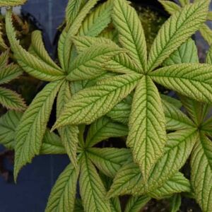 Rodgersia aesculifolia ---